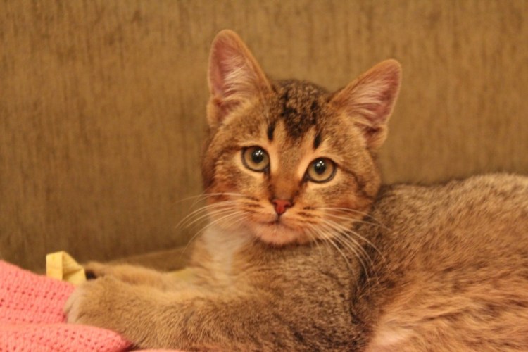 Метис Абиссинской кошки