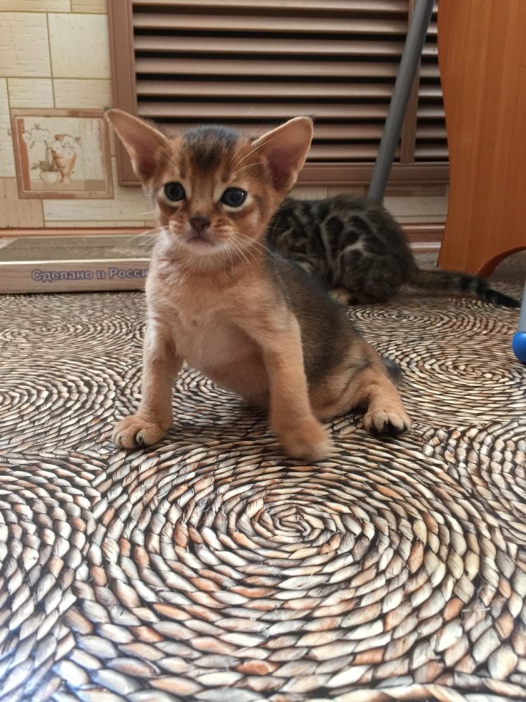 Бенгал метис