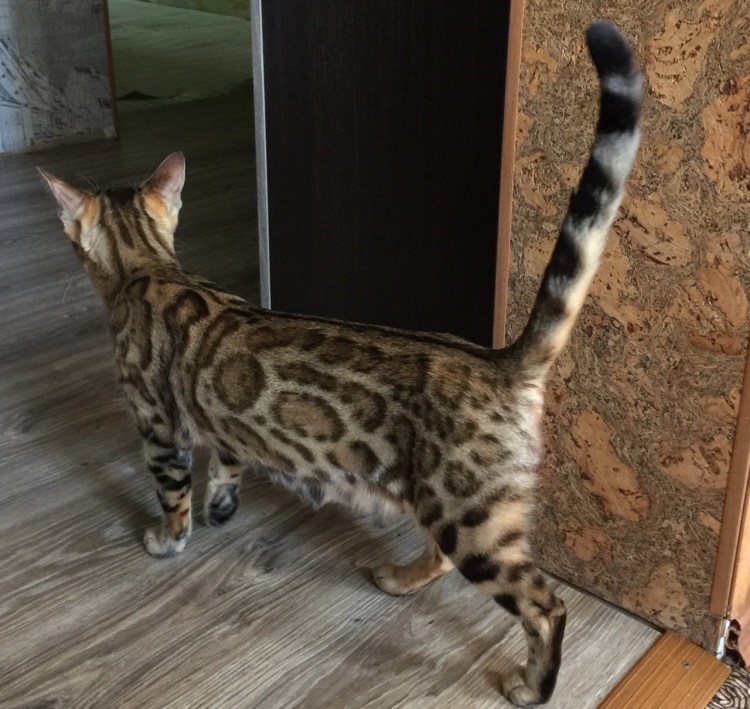 Абиссинские котята метисы