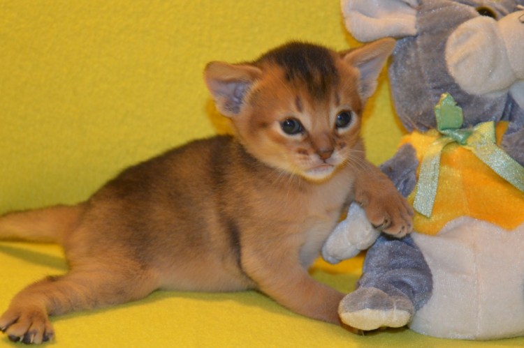 Абиссинский кот метис