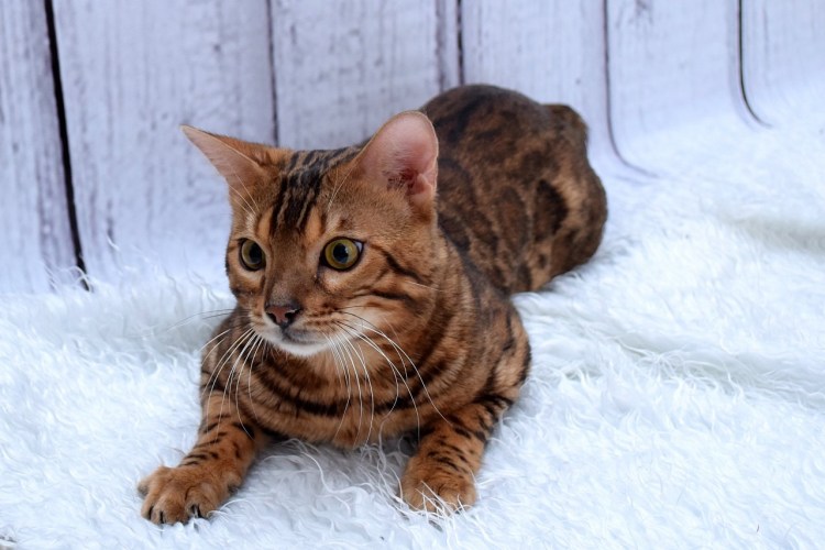 Абиссинец и бенгал метис