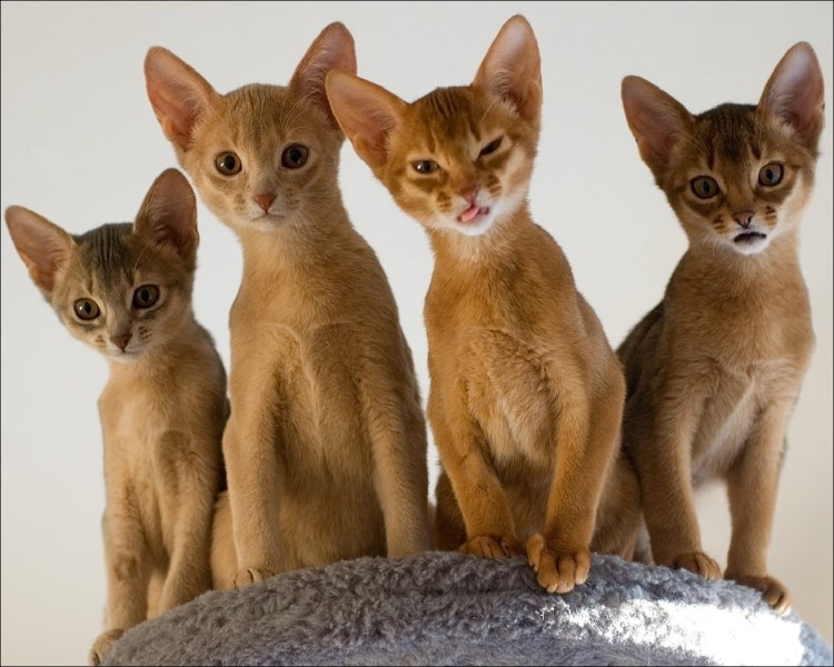 Абиссинская с мейнкуном