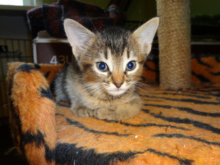 Питомник абиссинских кошек Казань