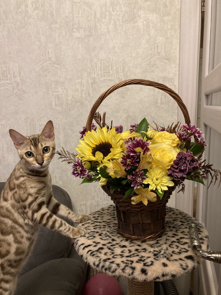 Корниш бенгал