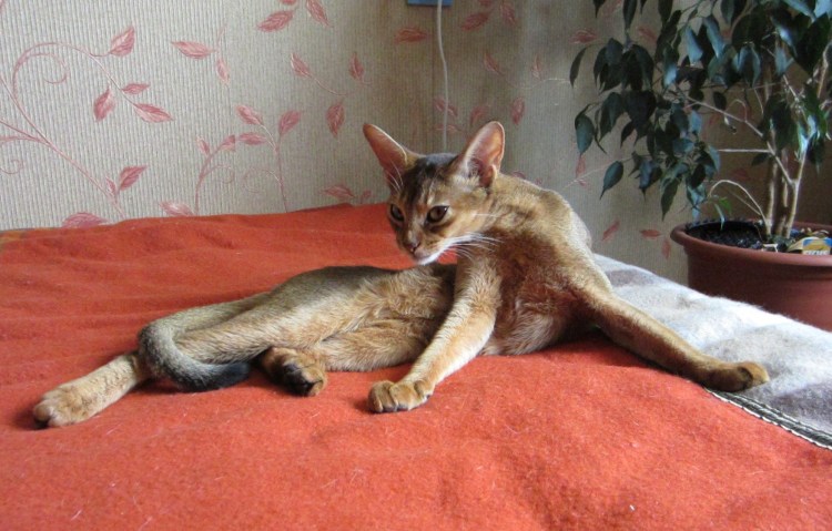 Абиссинская и Бенгальская кошка