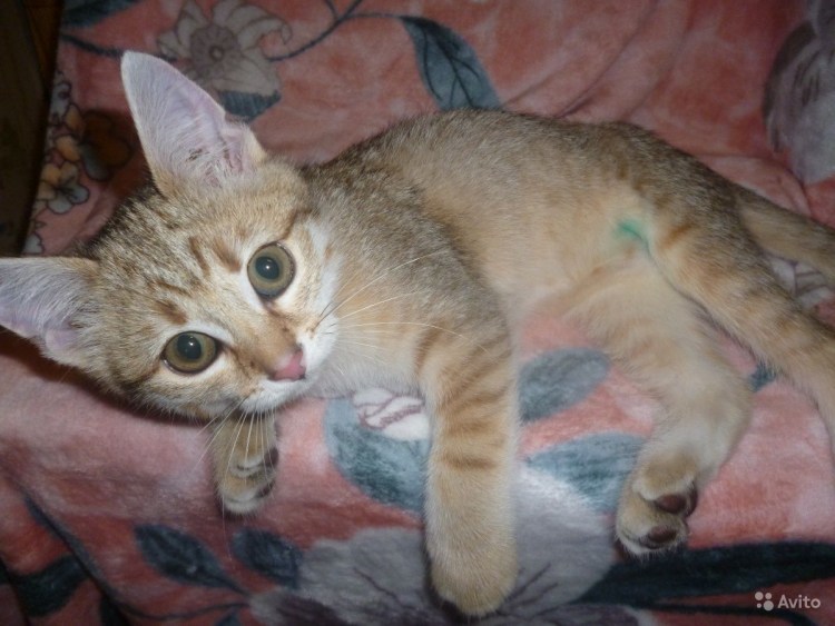 Бенгальский кот и Абиссинская кошка