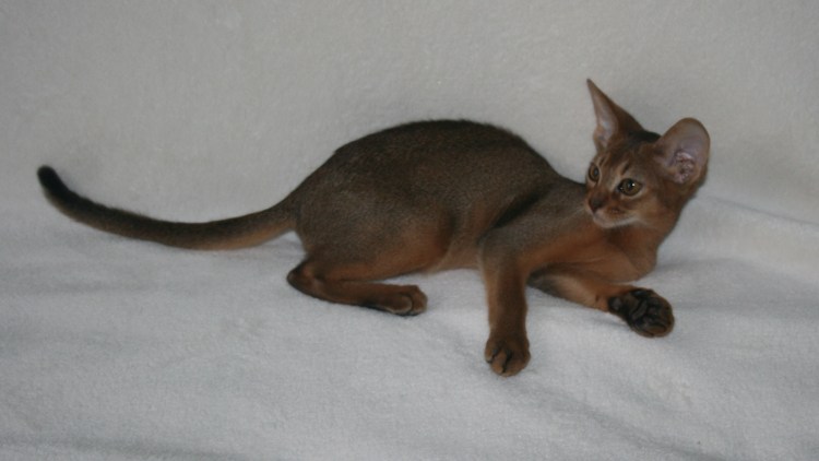 Картинки котят