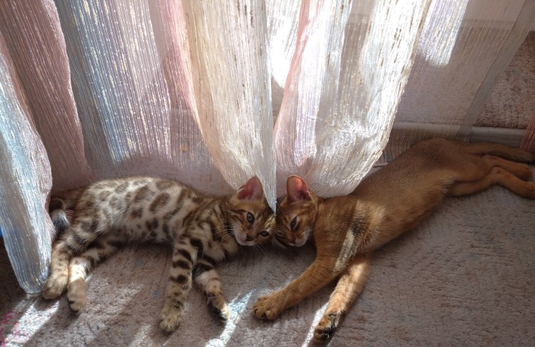 Абиссинская трехцветная кошка