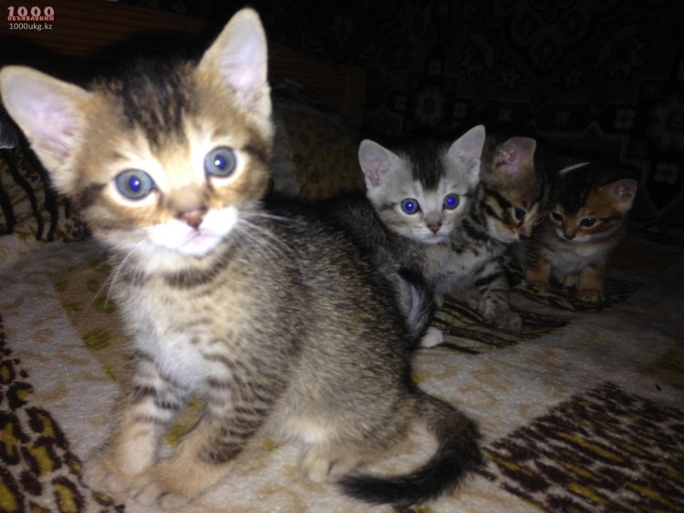 Абиссинская Ориентальная кошка