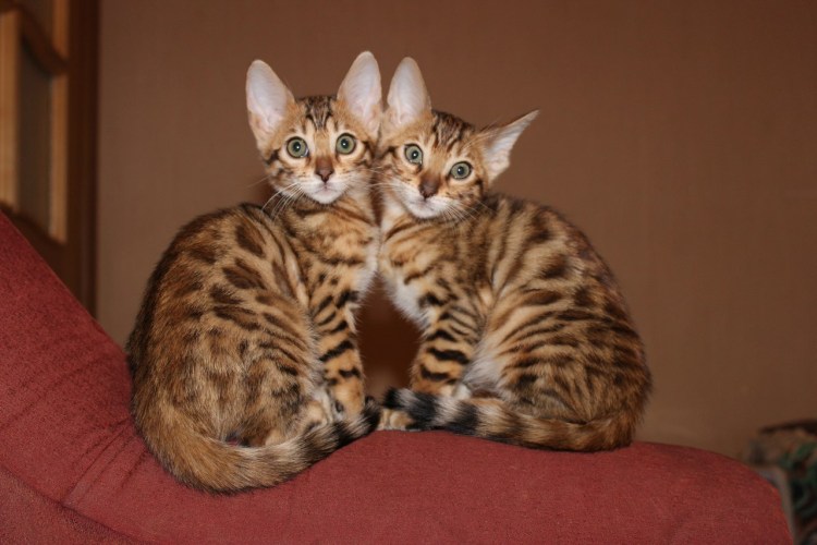 Алерка гипоаллергенная порода