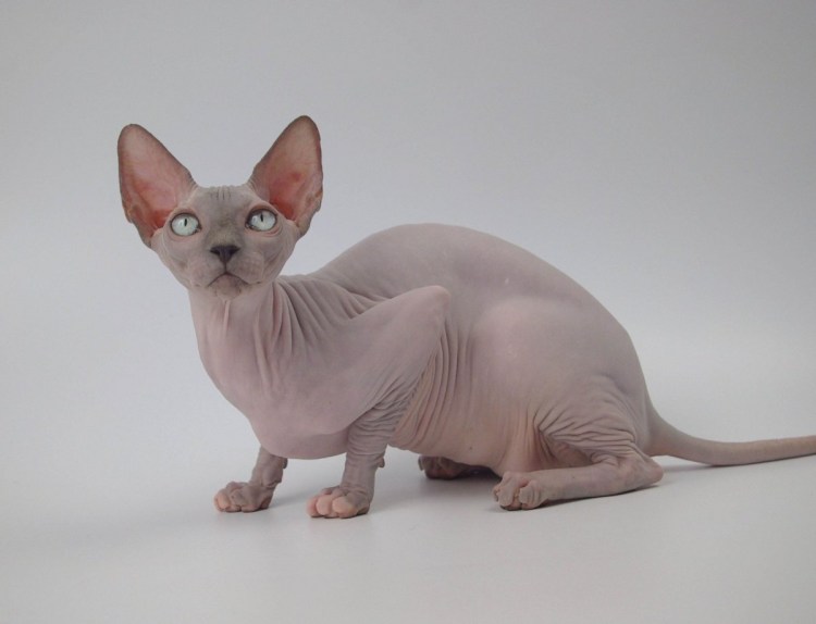 Котята Блю тебби Бенгальская кошка