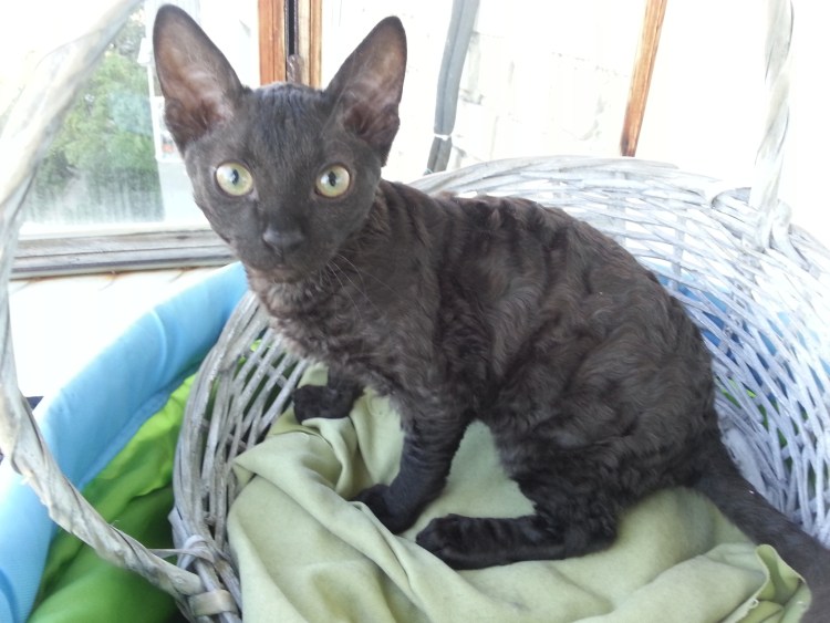 Корниш рекс кошка