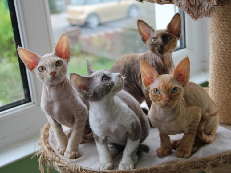 Уральский рекс пушистый