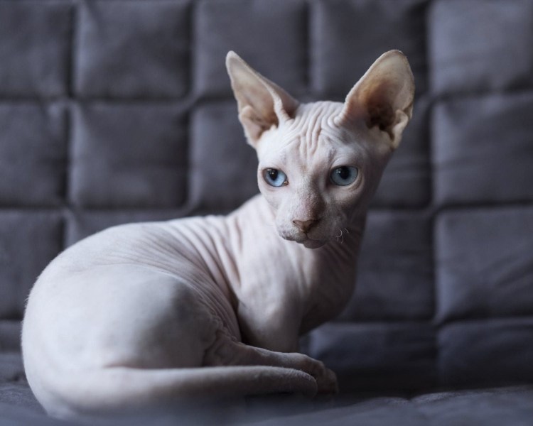 Петерболд Петербургский сфинкс