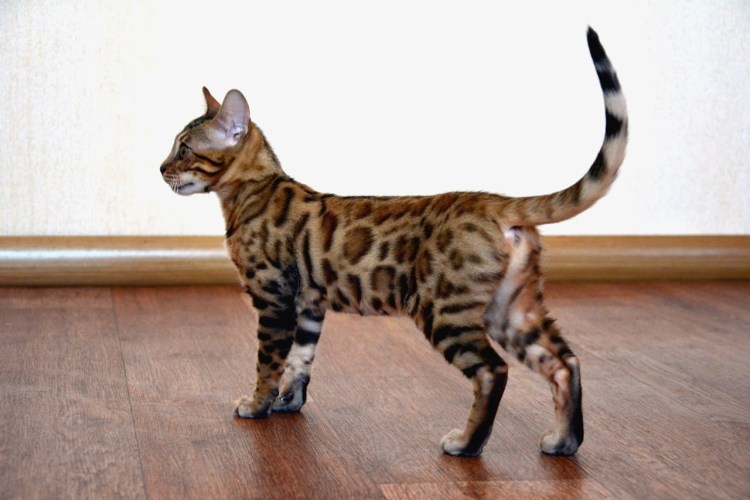 Кошки которые не линяют