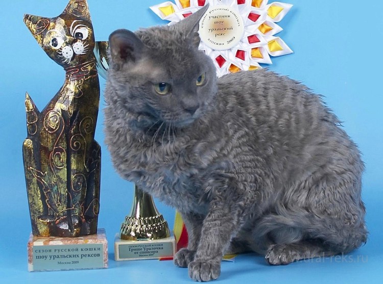 Для вычесывания кошек фурминатор