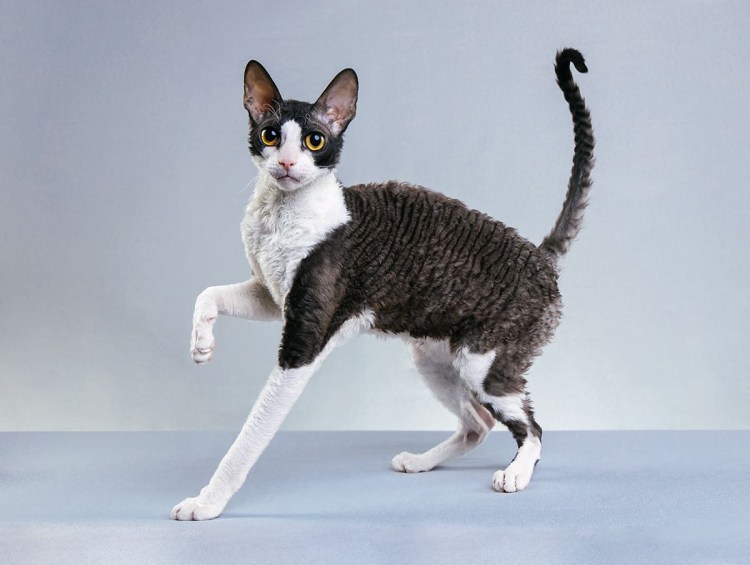 Кот породы Девон рекс