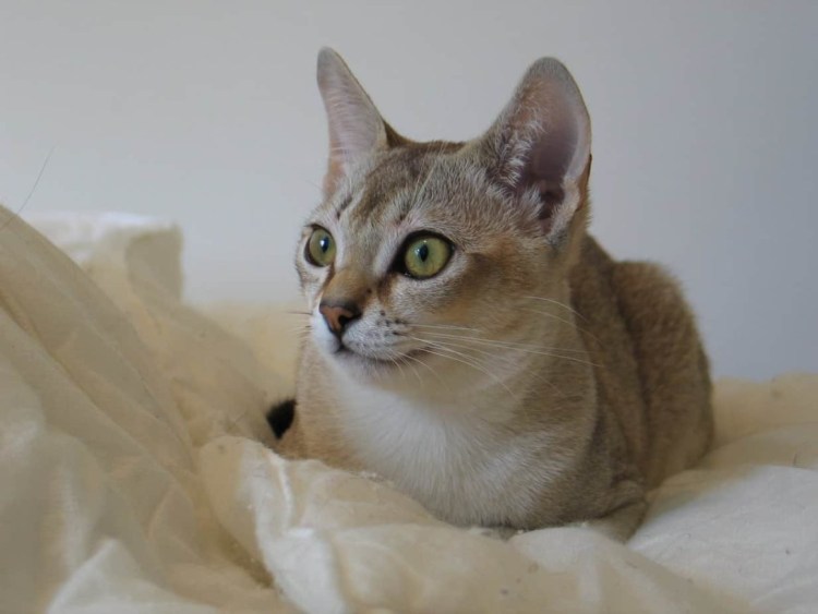 Линяет ли Корниш рекс