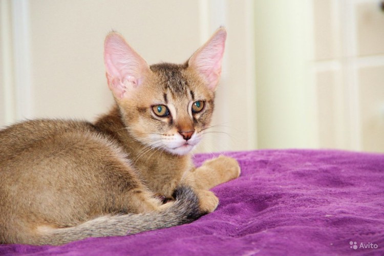 Новорождённые котята чаузи