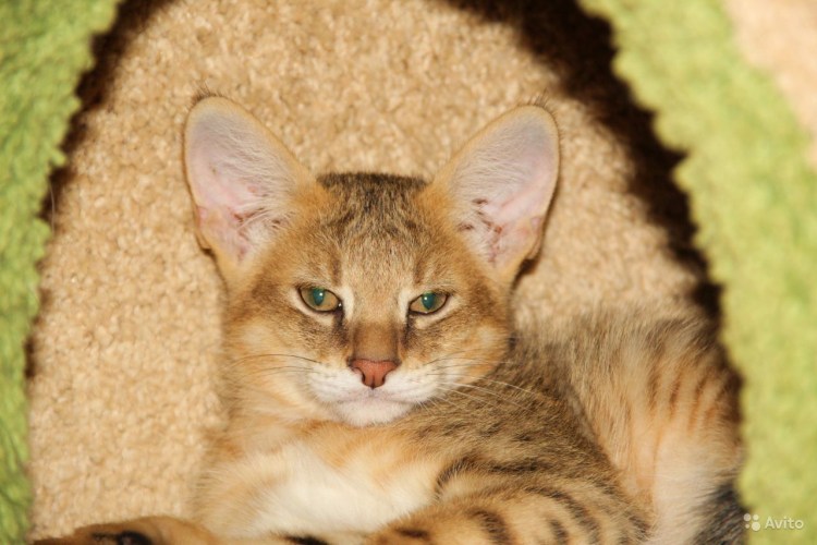 Чаузи кошка ф1