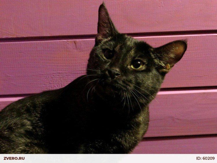 Чаузи Астрид порода