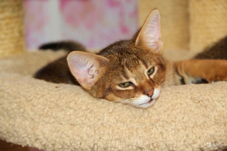 Черный чаузи ф1 Гризли