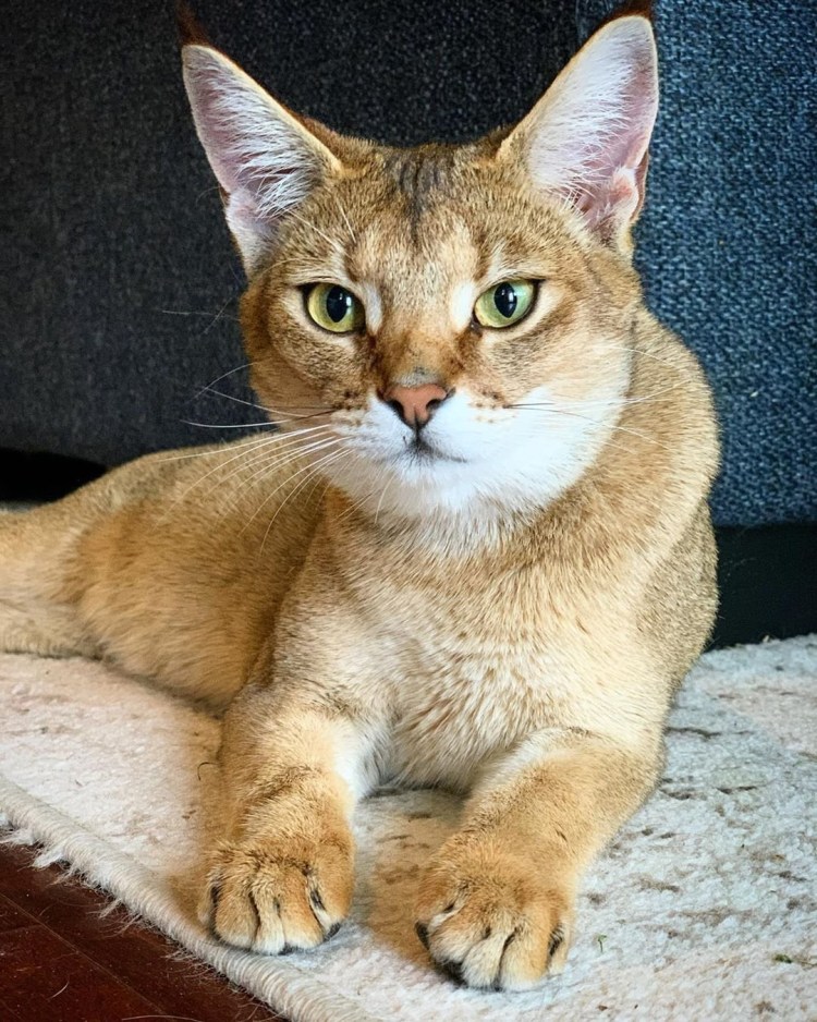 Чаузи кошка черная