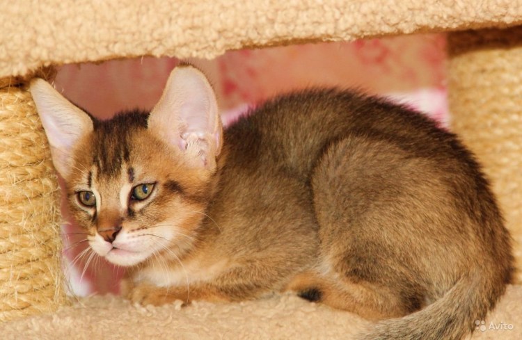 Экзотический кот чаузи