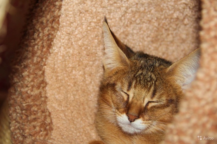 Кошки породы чаузи зевает