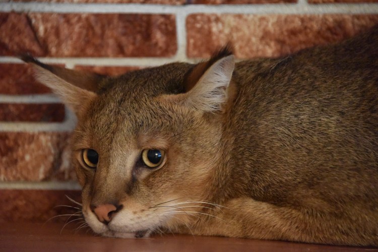 Чаузи кошка ф2