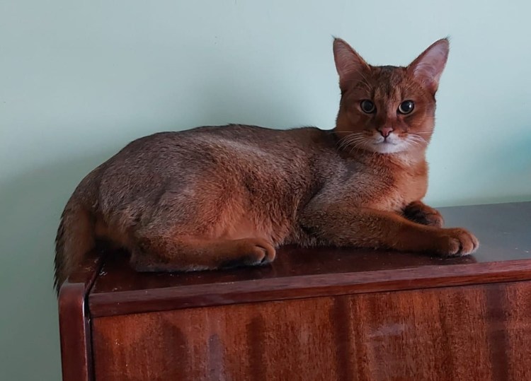 Чаузи Гризли кошка