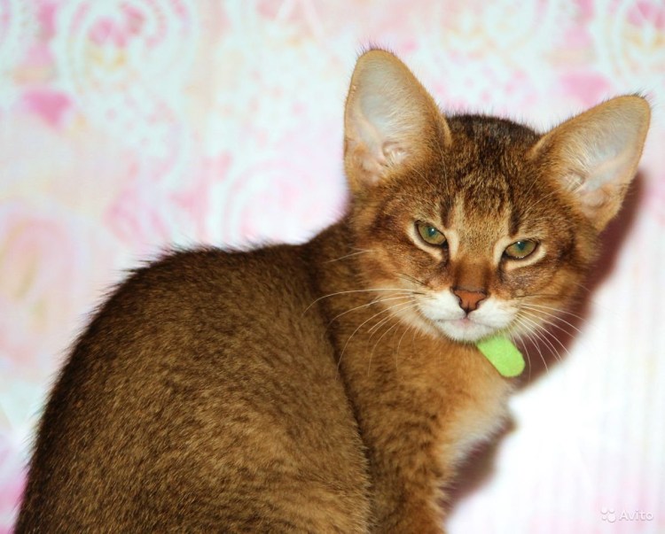 Чаузи кошка ф1