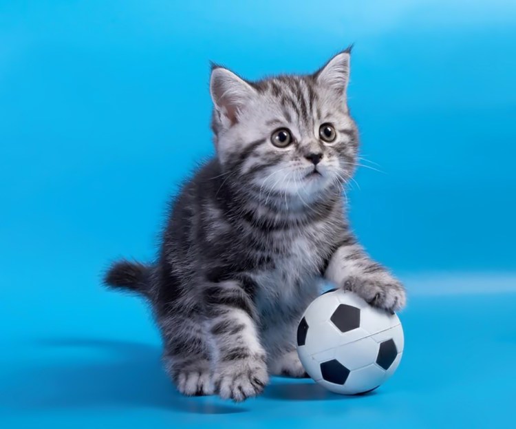 Мяч с котенком