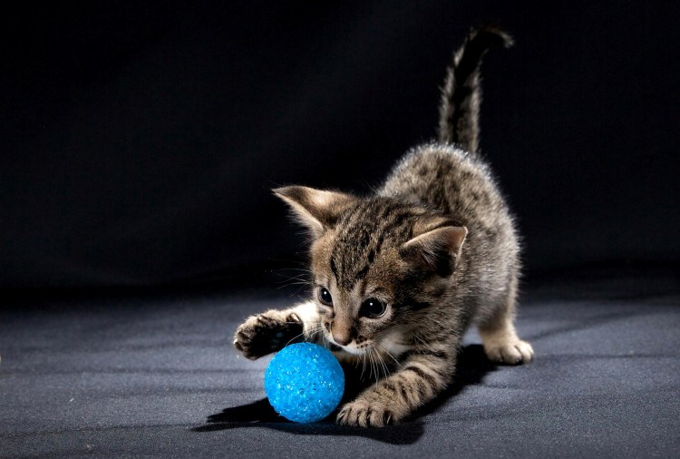 Котята играются