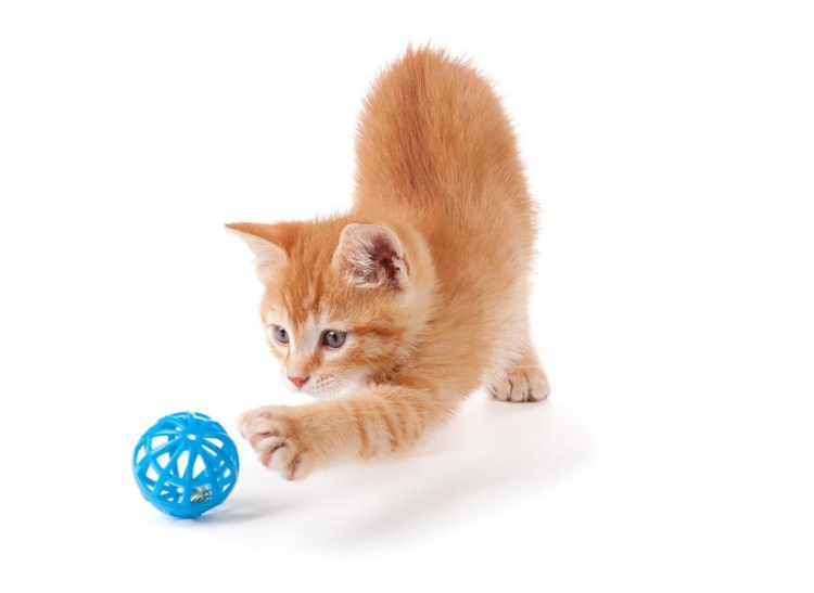 Котенок с мячиком в комнате