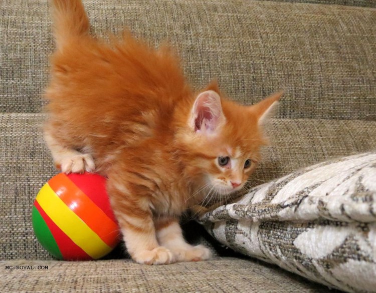 Интерактивный шар для кошек