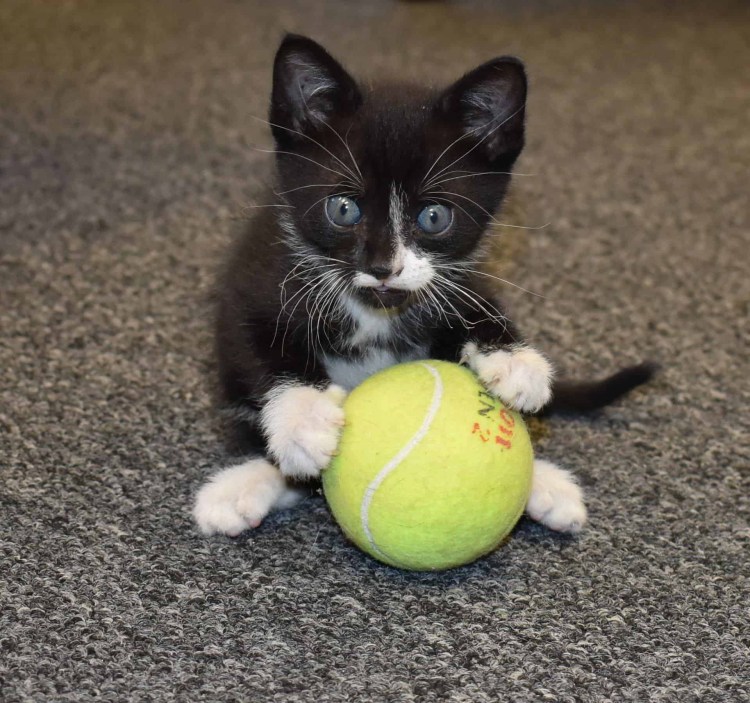Мячики для кошек