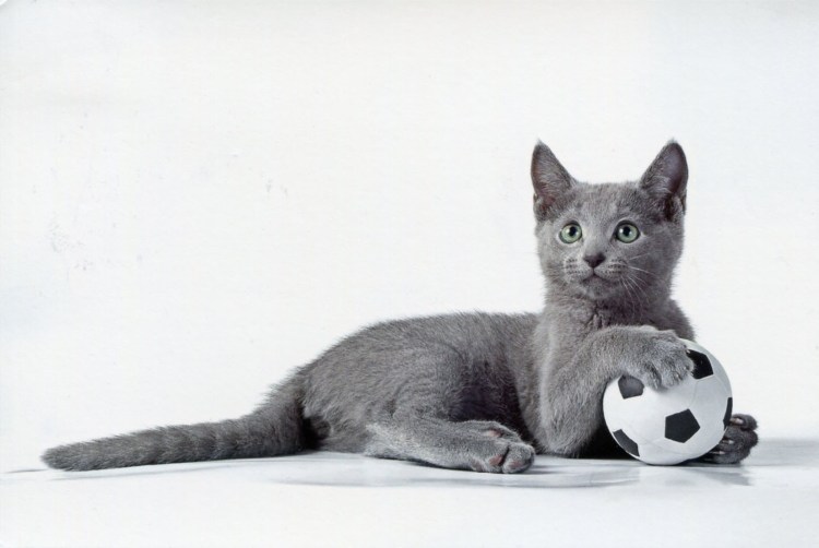 Кот играющий с мячом