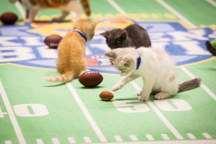 Кот играющий с мячом