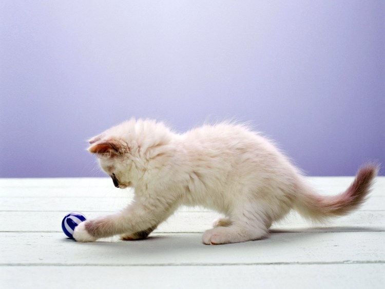 Мячики для кошек