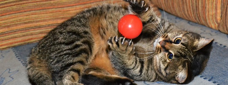 Кот играет с фантиком