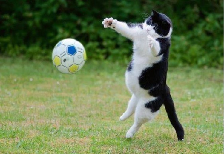 Мячики для кошек