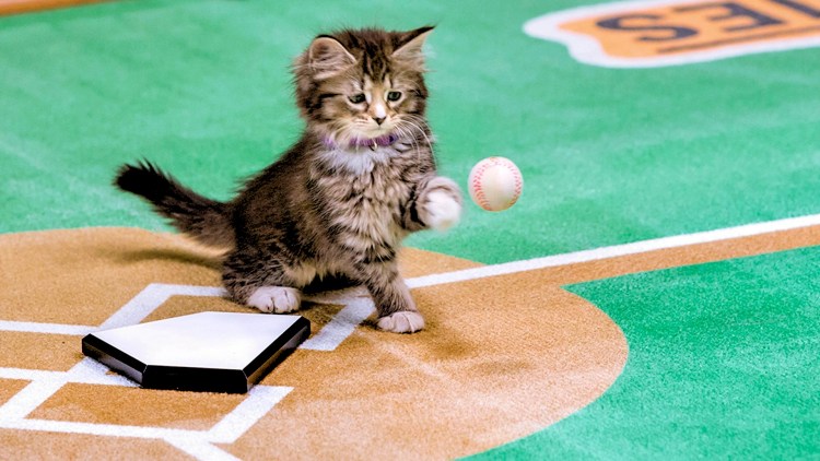 Кошачий футбол