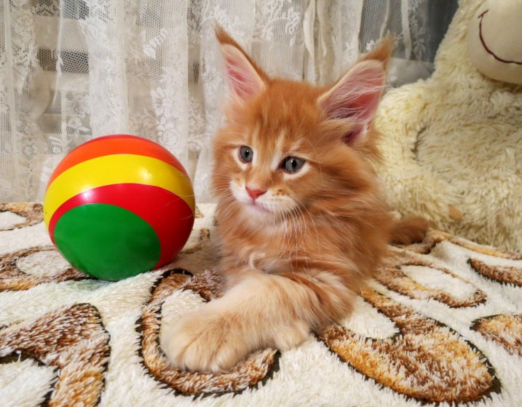 Мяч с котенком