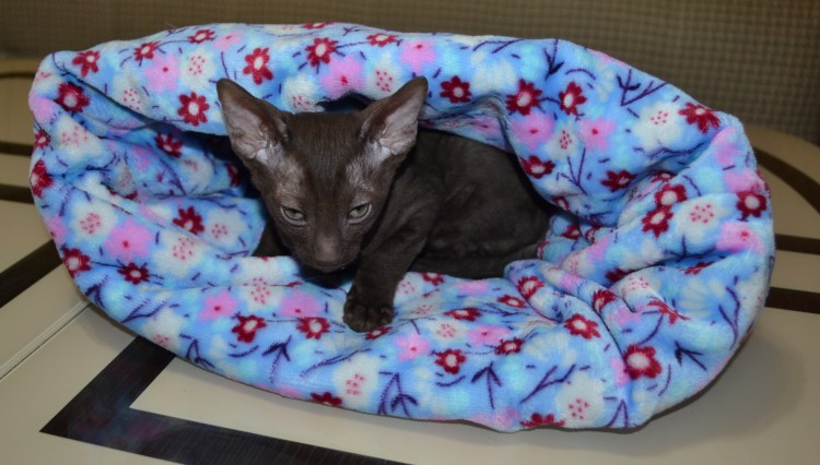 Мешок для кошки своими руками