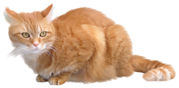 Кошка на прозрачном фоне