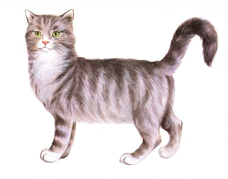 Мультяшный кот