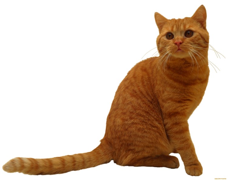 Черная кошка