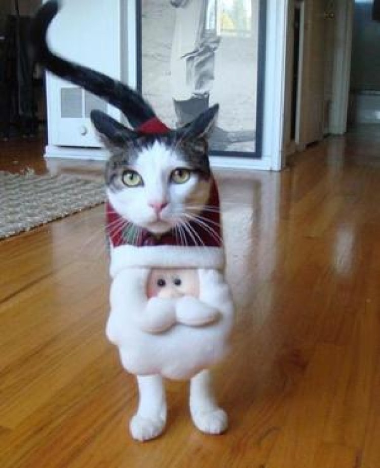 Кот в костюме