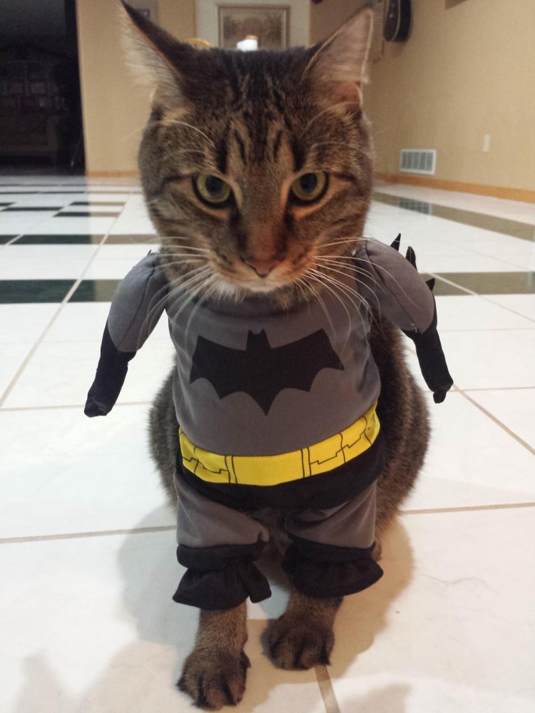Костюм кошки